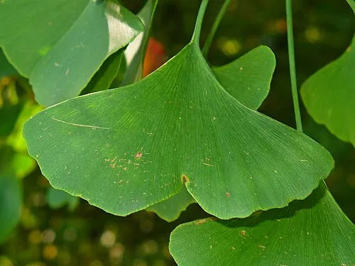 Ginkgo Biloba for brain health support